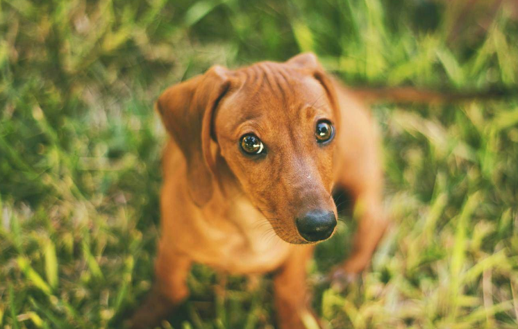 广东省猛犬图片大全广东省猛犬图片大全，探索广东地区的优秀犬种与风采