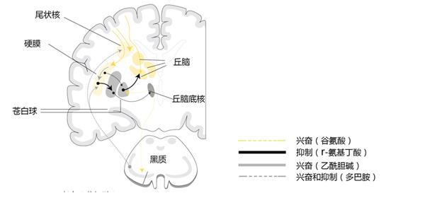 孕晚期是哪几个月孕期里程碑，深入了解孕晚期的哪几个月