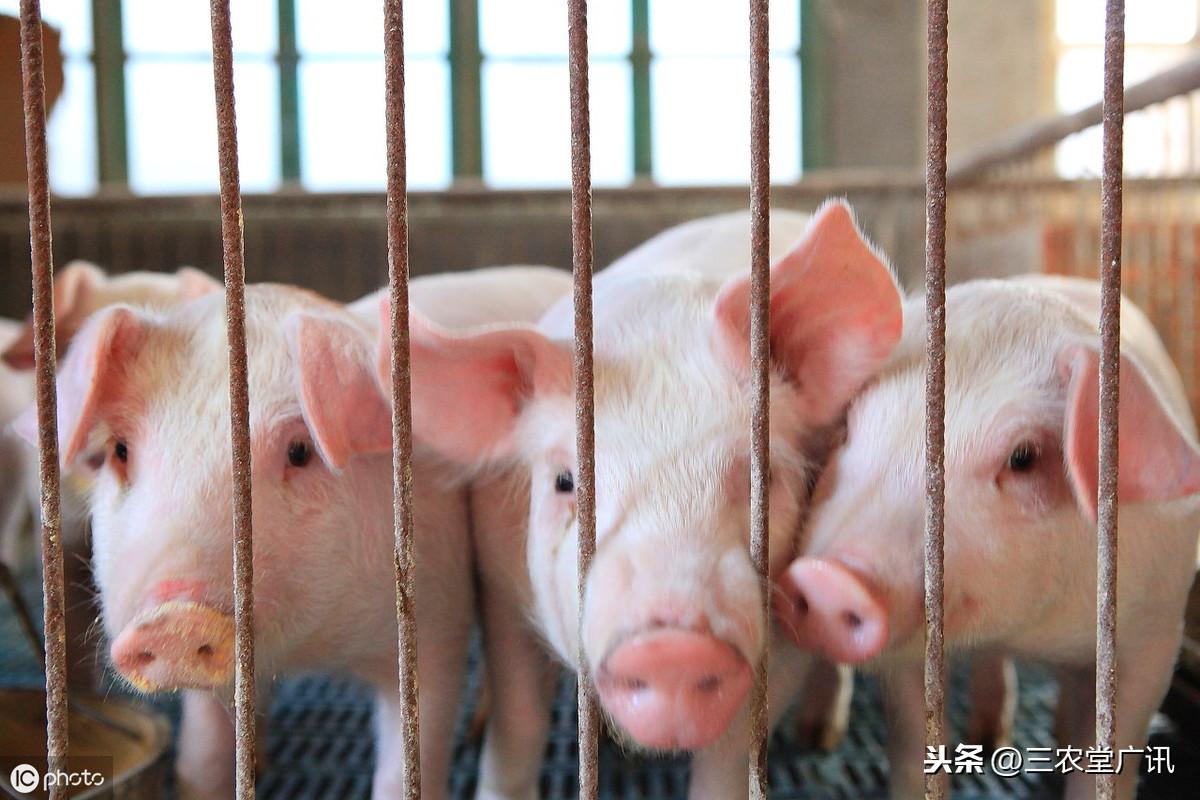 广东省生猪价格今日价广东省生猪价格今日行情分析