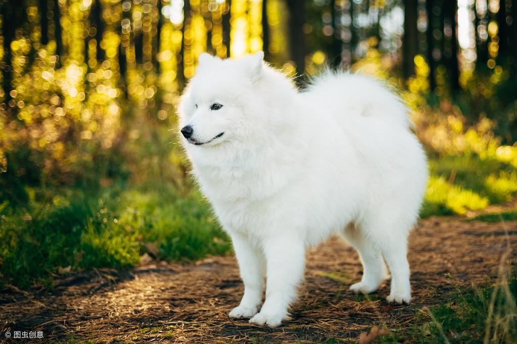 三个月的萨摩耶怎么养三个月大的萨摩耶犬的养护指南