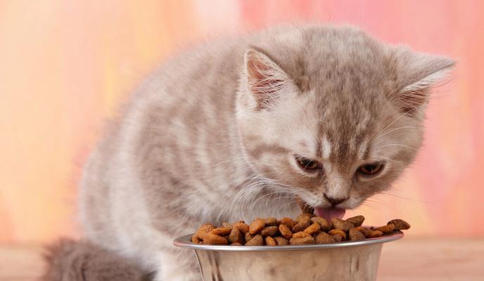 两个月小猫吃什么两个月小猫的饮食指南，了解小猫的餐桌礼仪