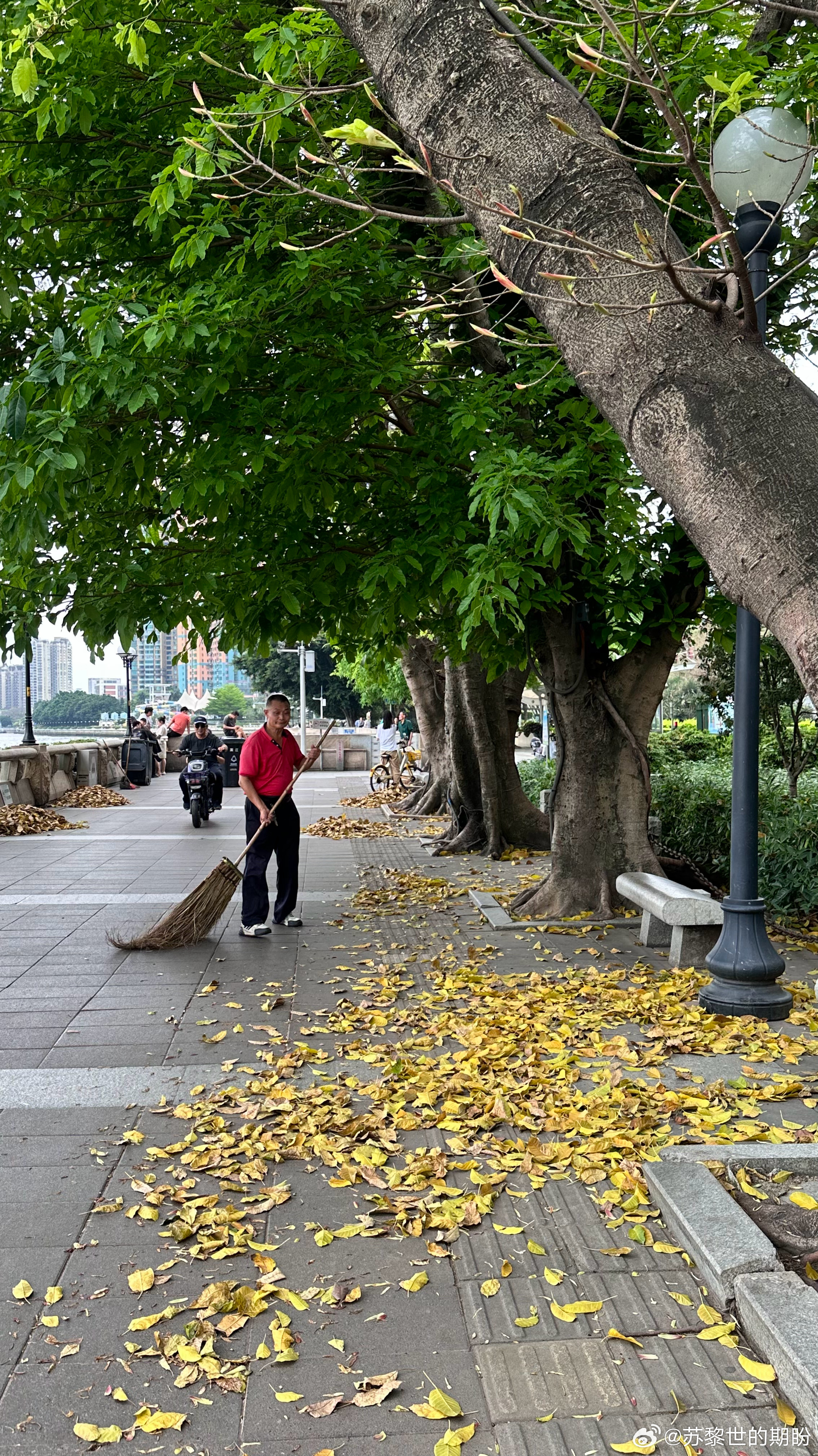 广东省落叶季节清扫情况广东省落叶季节清扫情况深度观察