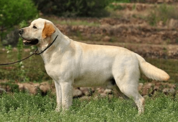 拉布拉多五个月吃几顿拉布拉多犬五个月大的饮食安排，几顿合适？